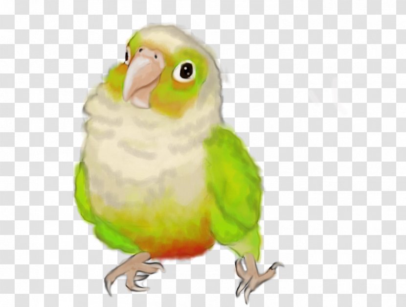 Budgerigar Parrot Lovebird Conure - Wing Transparent PNG