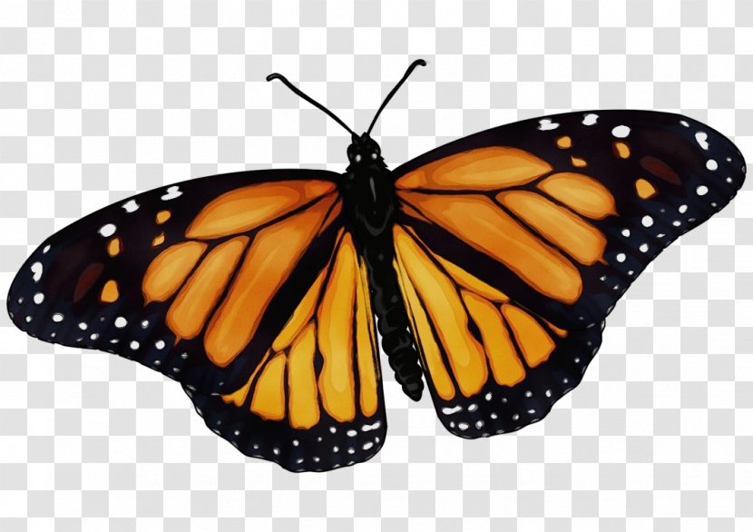 Monarch Butterfly - Wet Ink - Pollinator Brushfooted Transparent PNG