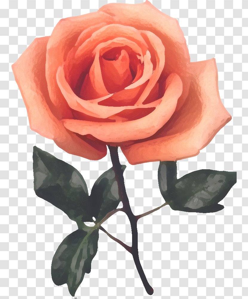 Garden Roses Cabbage Rose Flower Red Clip Art - Floribunda Transparent PNG