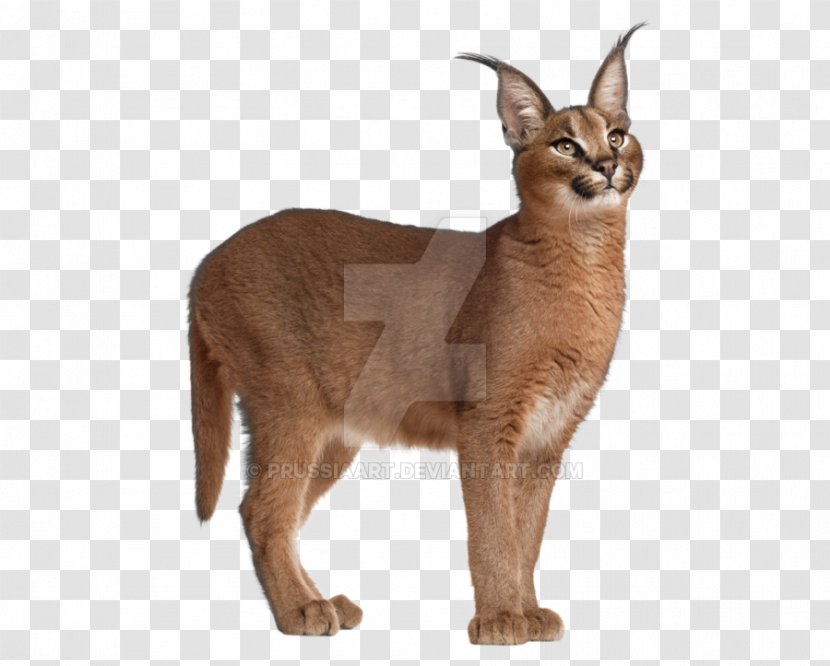 Felidae Eurasian Lynx Egyptian Mau African Wildcat Cheetah - Caracal Transparent PNG