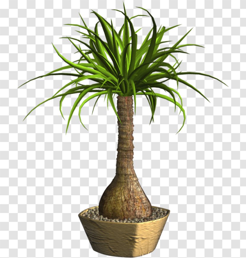 Flowerpot Arecaceae Plant - Palm Tree Transparent PNG