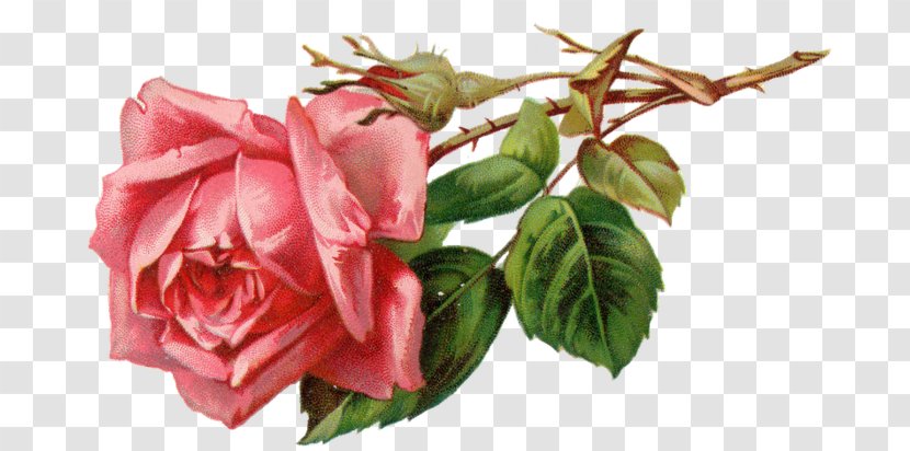 Rose Pink Clip Art - Order - English Transparent PNG