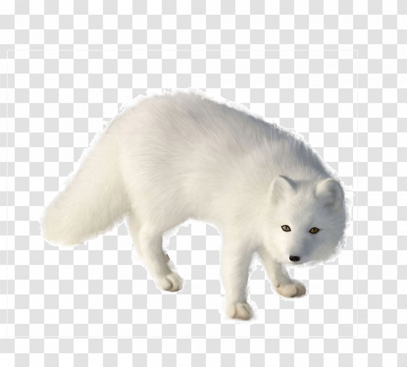 Arctic Fox Diego De La Vega Vulpini - Dog Like Mammal - White Transparent PNG