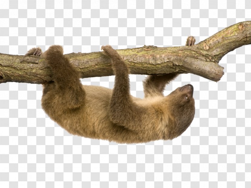 Linnaeus's Two-toed Sloth Hoffmann's Stock Photography Three-toed - Wood Transparent PNG