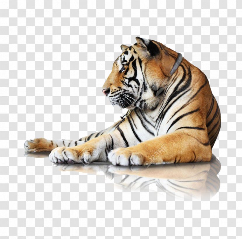 Bengal Tiger Stock Photography Stock.xchng Royalty-free Image - Terrestrial Animal Transparent PNG