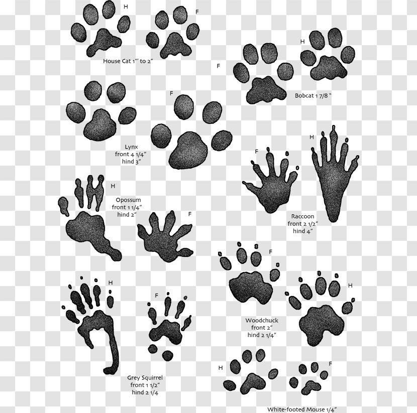 Animal Track Squirrel Tracking Footprint Hunting - Black - Guinea Pig Transparent PNG