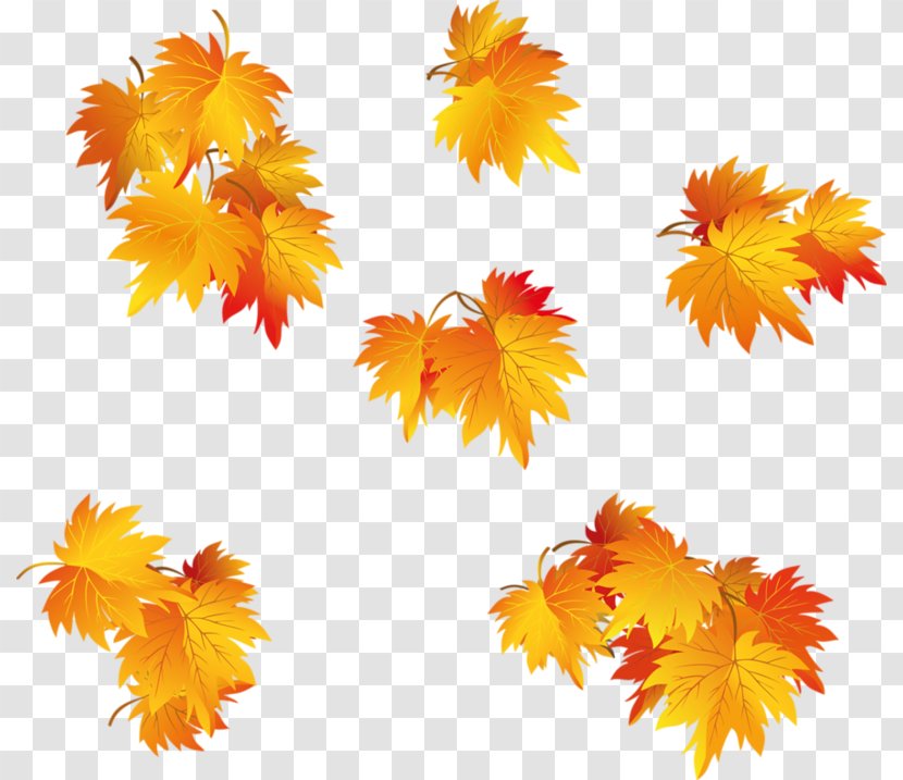 Leaf Autumn Clip Art - Maple Transparent PNG
