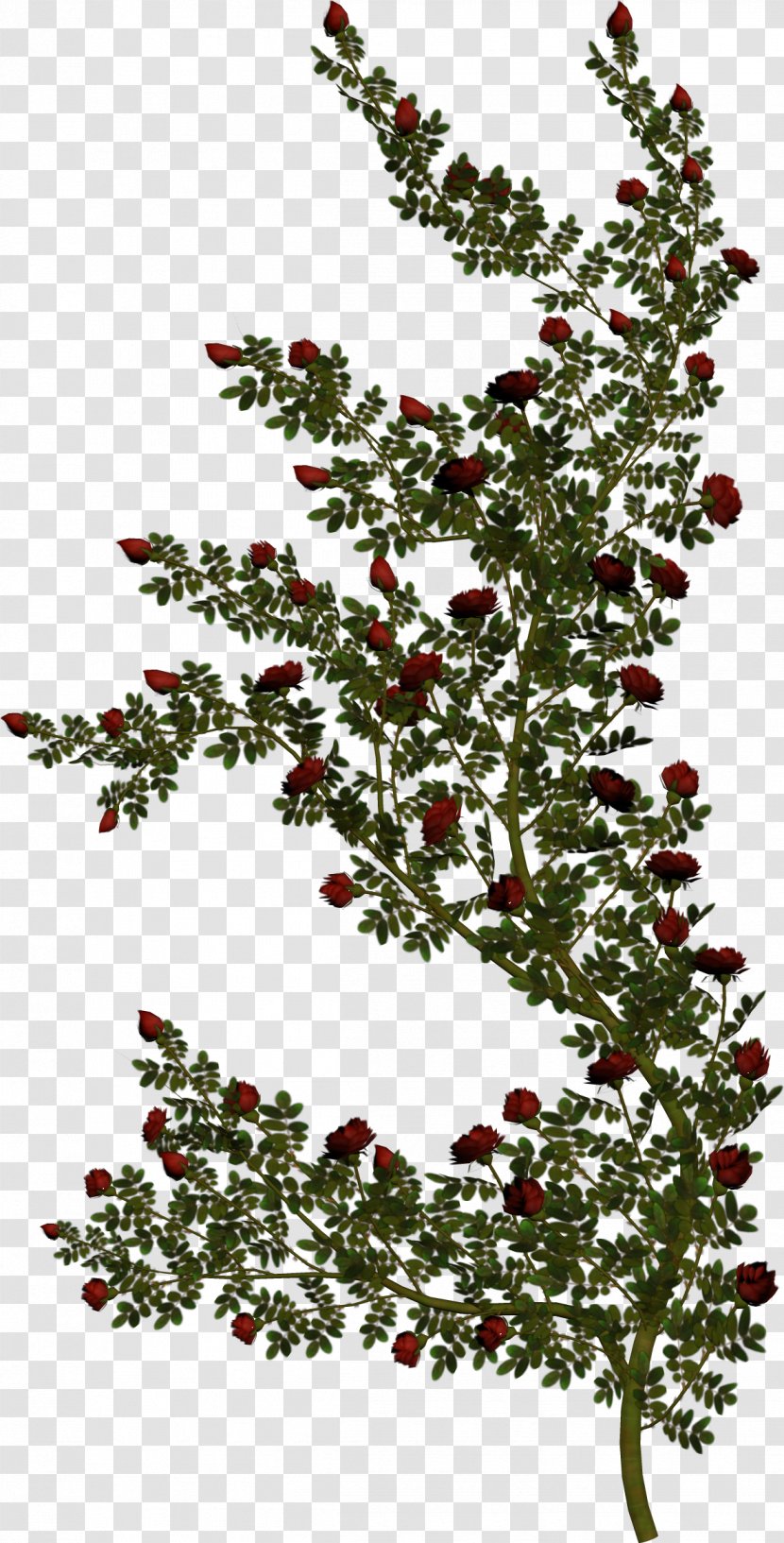 Stock Photography Rose Vine Green Royalty-free - Pine Family Transparent PNG