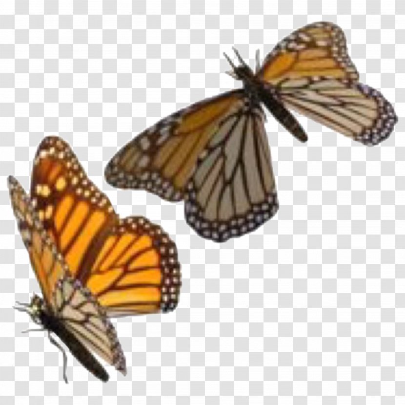Insect Monarch Butterfly Clip Art Transparency - Wildlife Transparent PNG
