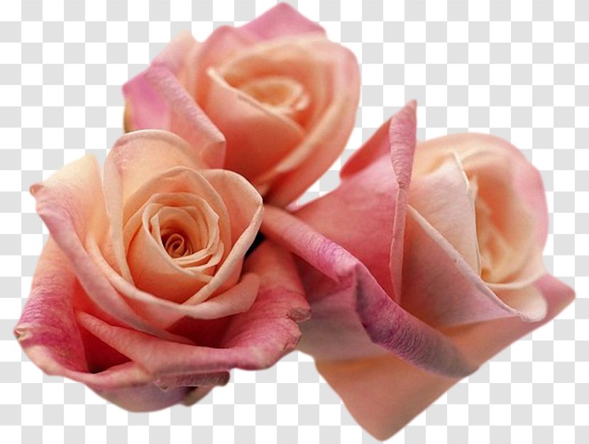 Garden Roses Desktop Wallpaper Flower Download - Rose Transparent PNG