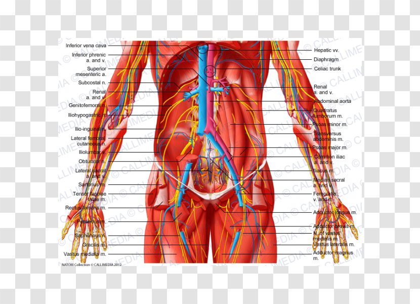 Abdomen Subcostalis Muscle Pelvis Human Body - Silhouette - CAVA Transparent PNG