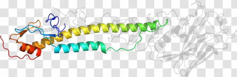 Invertebrate Line Point Clip Art - Cartoon Transparent PNG