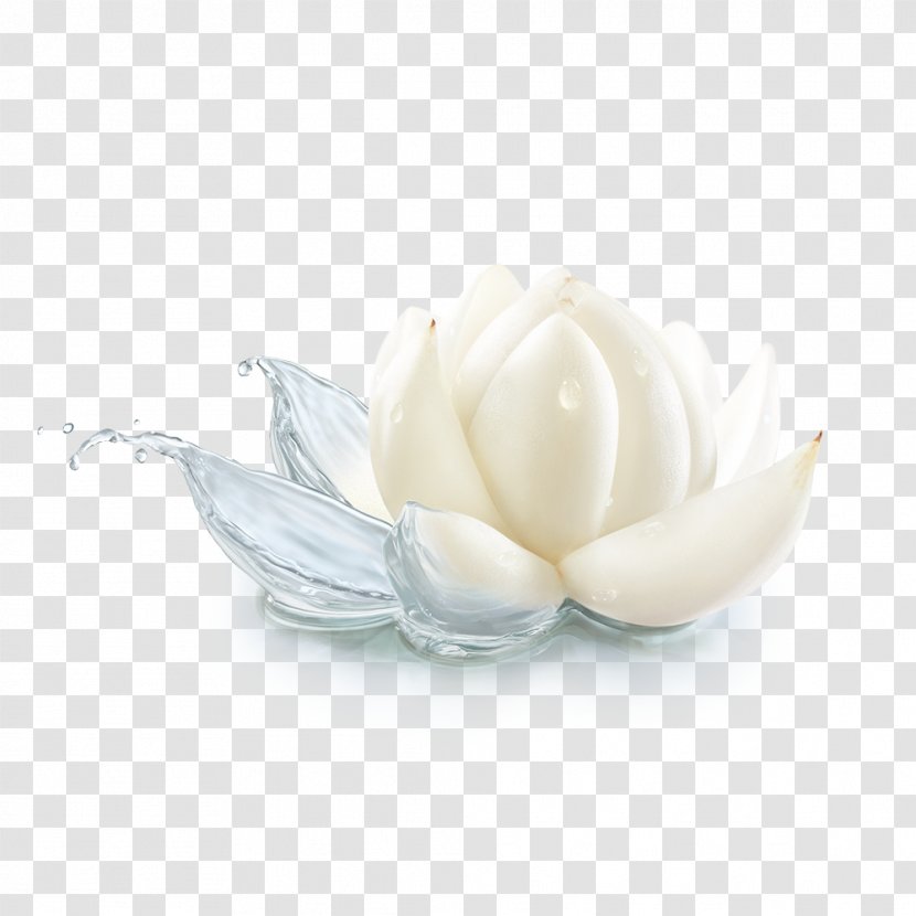 Petal - White - Water Lotus Transparent PNG