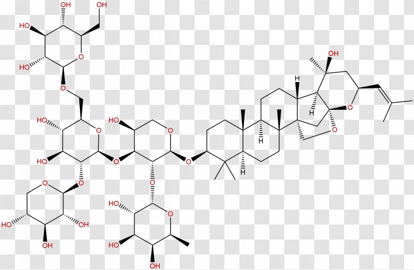 Ginsenoside Chinese Herbology Saponin Panax Zingiberensis Notoginseng - Watercolor - Chengdu Transparent PNG