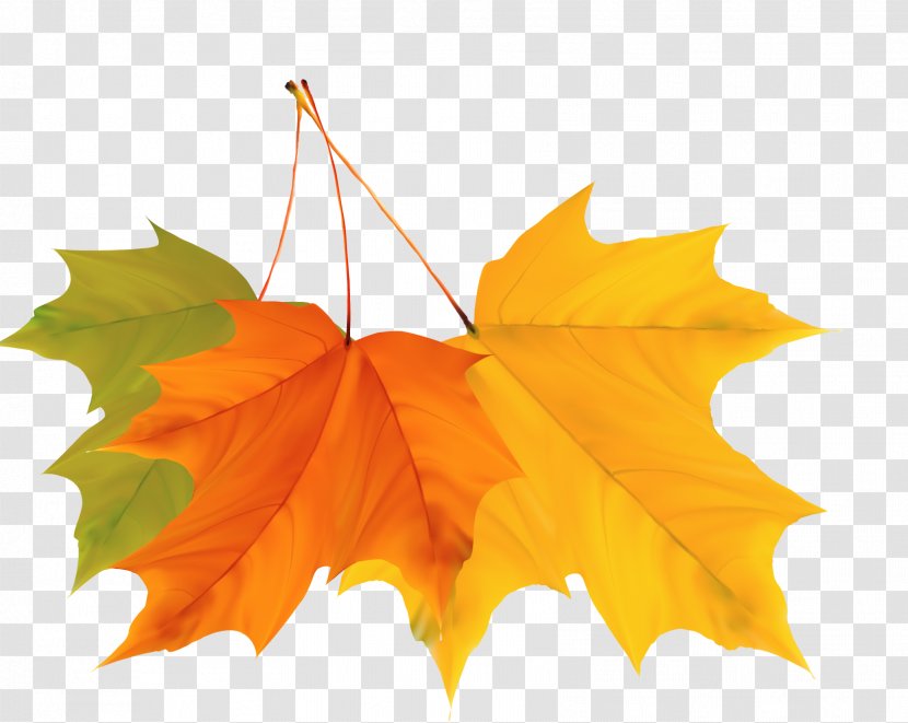 Maple Leaf Autumn - Orange - Colorful Leaves Design Vector Material Transparent PNG