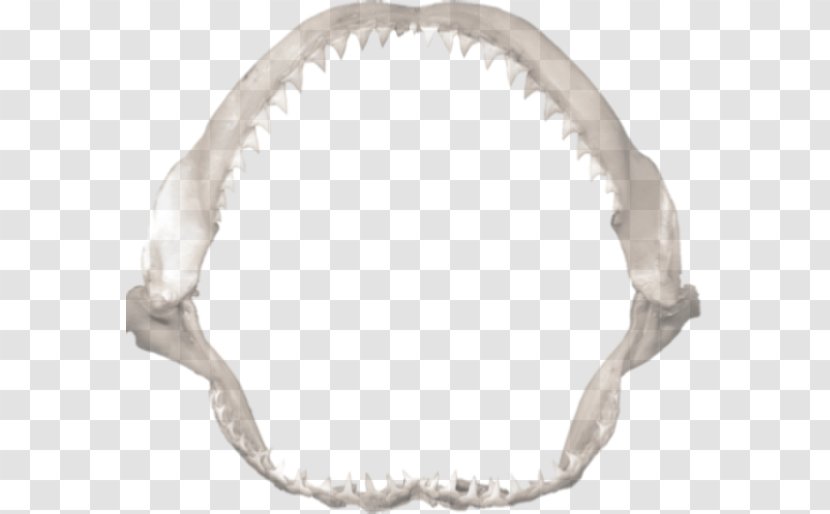 Shark Jaws Great White - Drawing Transparent PNG