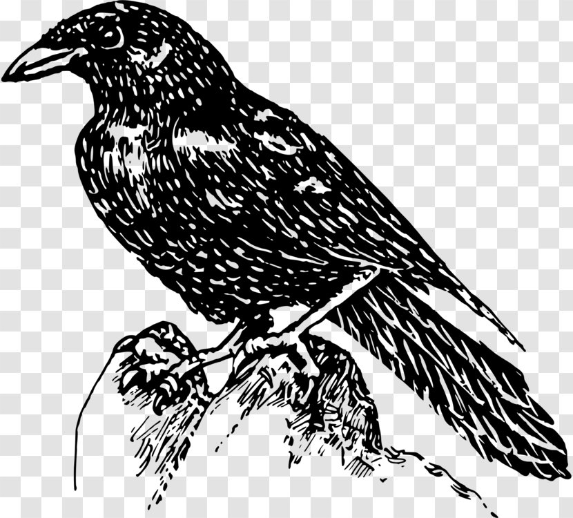 American Crow Bird Clip Art Drawing Beak - Raven Transparent PNG