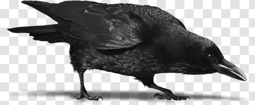 Crow Image Common Raven Clip Art - Tattoo Corvo Transparent PNG