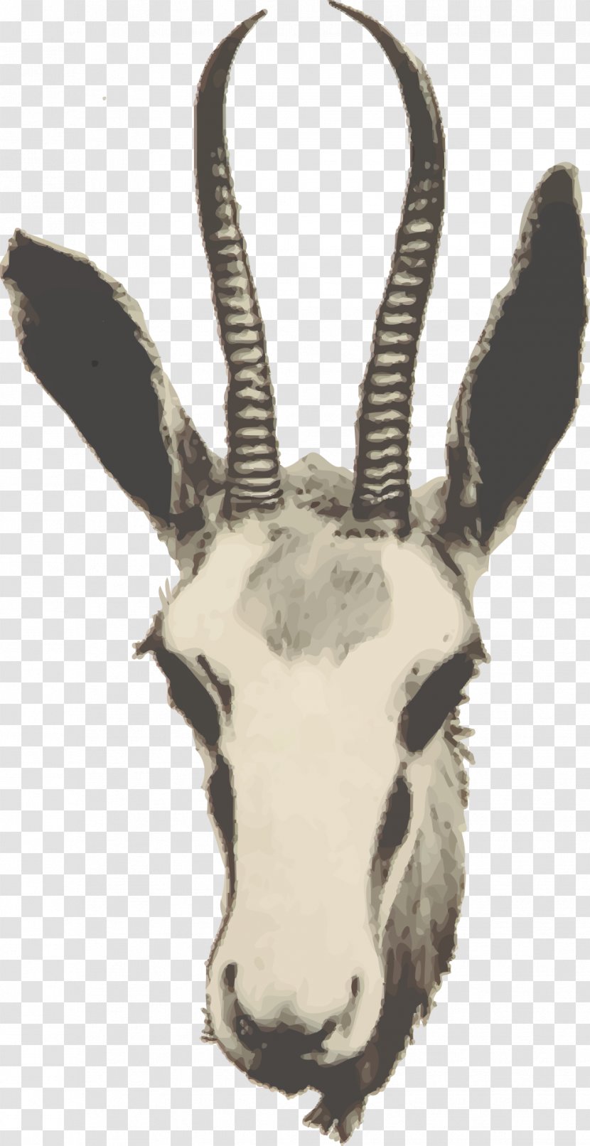 Goat Impala Springbok Gazelle Antelope - Cow Family Transparent PNG