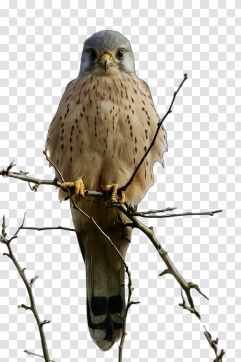 Bird Of Prey Beak Kite Falcon - Coopers Hawk Accipitridae Transparent PNG