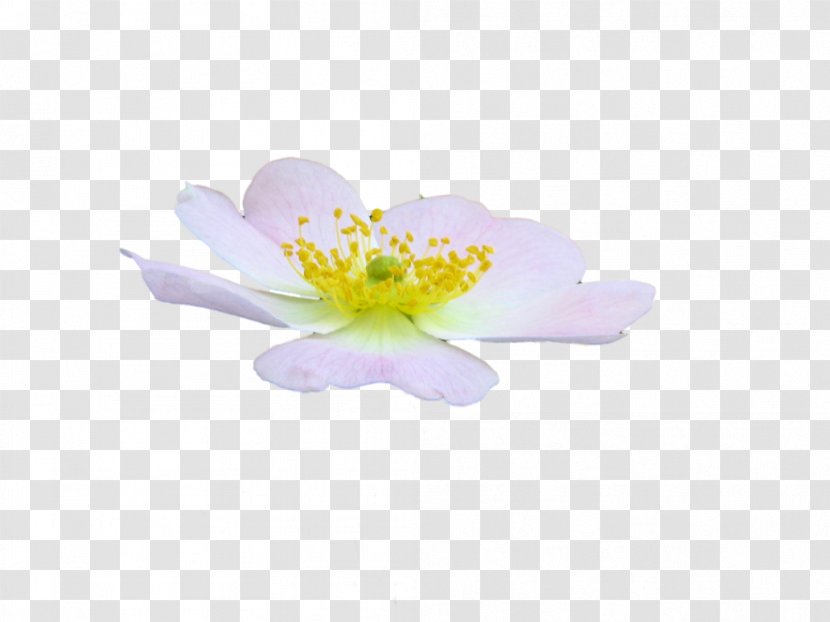 Flower Petal DeviantArt - Blossom - Dreams Transparent PNG