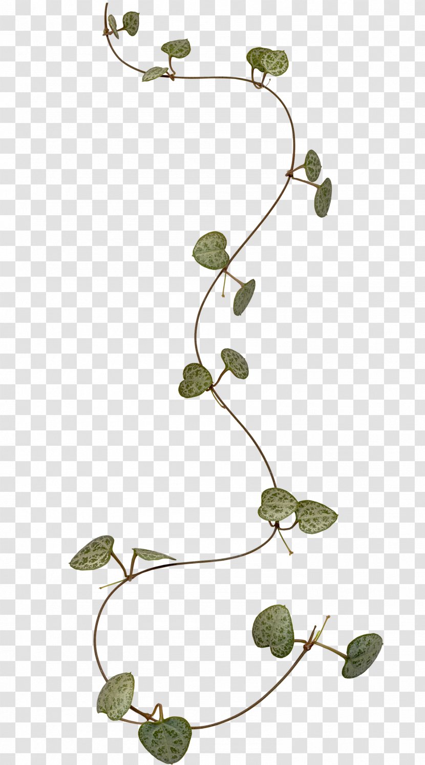 Branch Leaf Liana Clip Art - Flowering Plant - Vine Transparent PNG