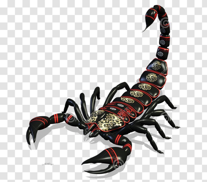 Scorpion Stock Photography Drawing Transparent PNG
