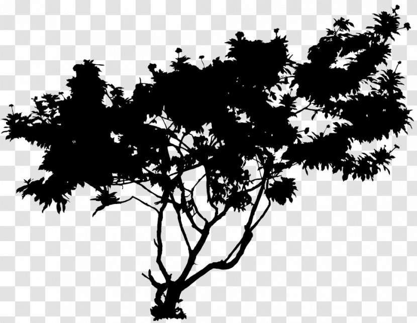 Twig Plant Stem Flower Leaf Silhouette - Tree - Blackandwhite Transparent PNG