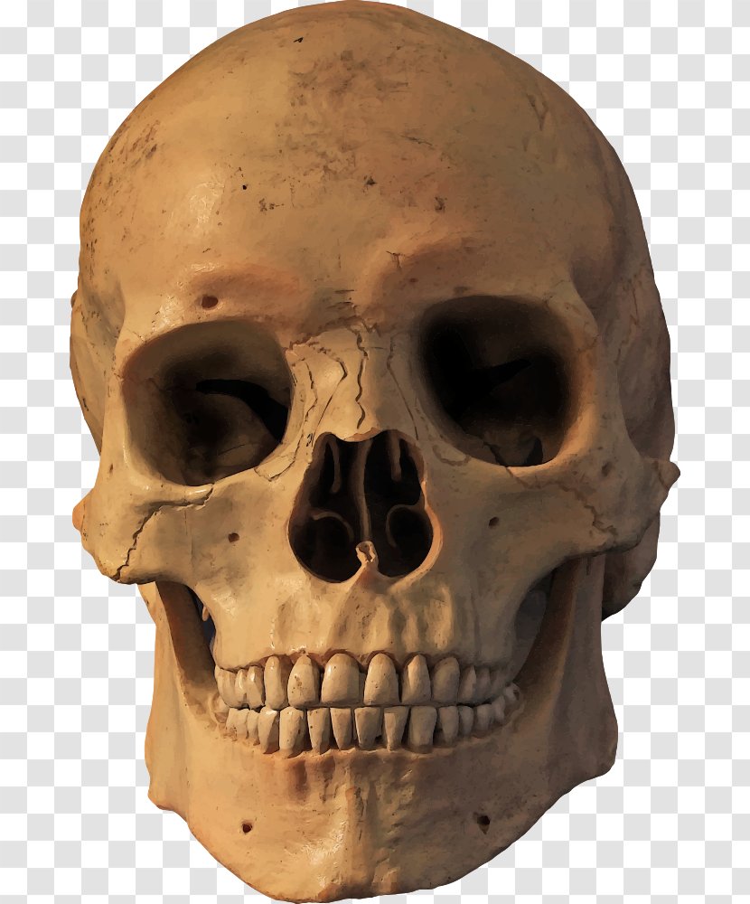 Human Skull Symbolism Skeleton Transparent PNG