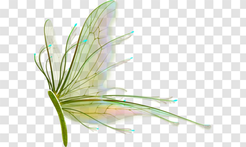 Insect Wing Feather Drawing - Grass Transparent PNG