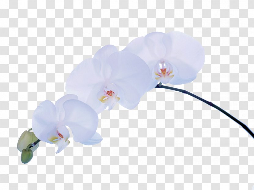 Moth Orchids Desktop Wallpaper Flower - Theme Transparent PNG