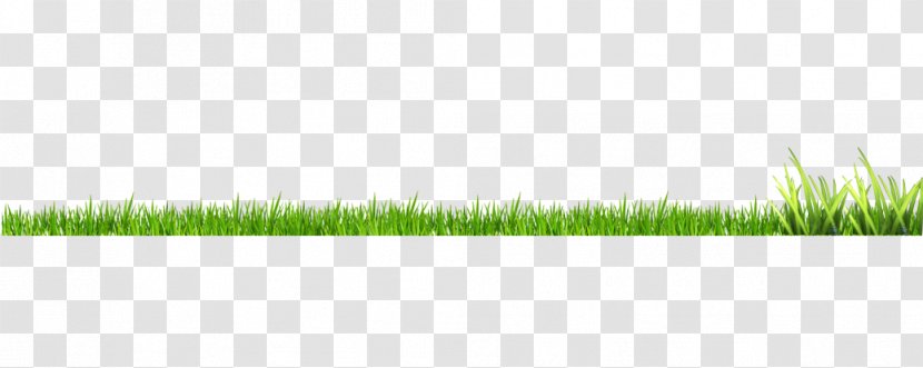 Grasses Green Pattern - Text - Grass Transparent PNG