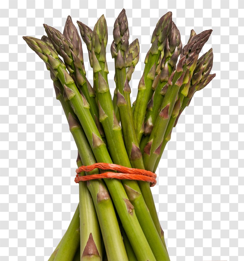 Asparagus Seed Vegetarian Cuisine Herb Soil - Plant Stem - Falcatus Transparent PNG