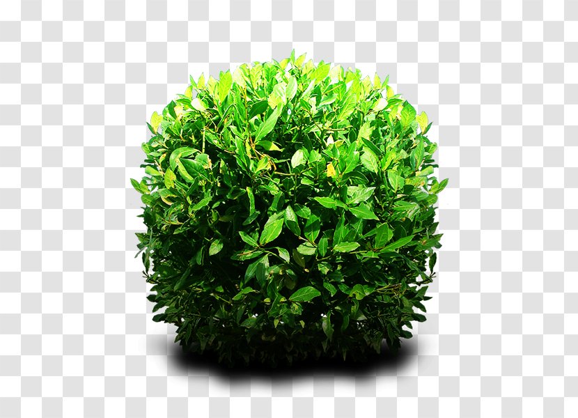 Shrub Tree - Plant - лавровый лист Transparent PNG