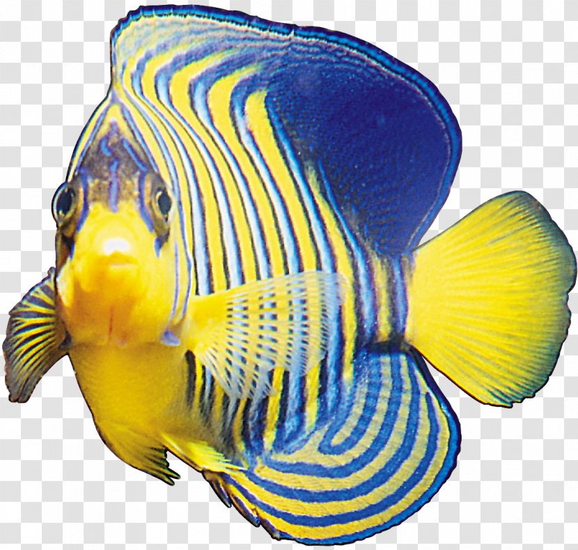 Ornamental Fish Transparent PNG