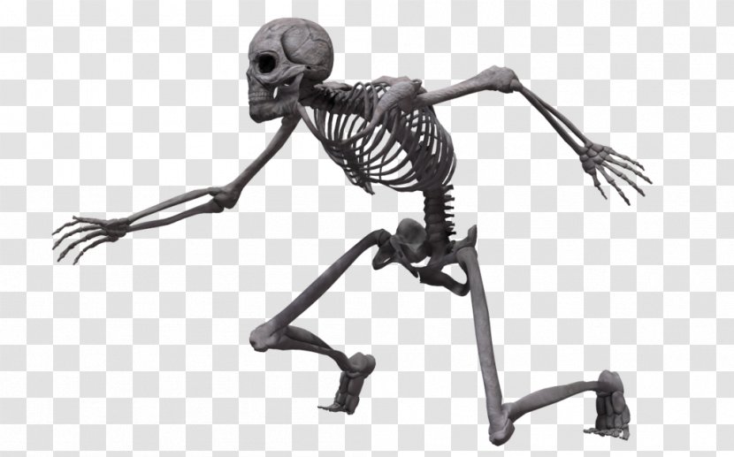 Human Skeleton Bone Homo Sapiens Skull Transparent PNG