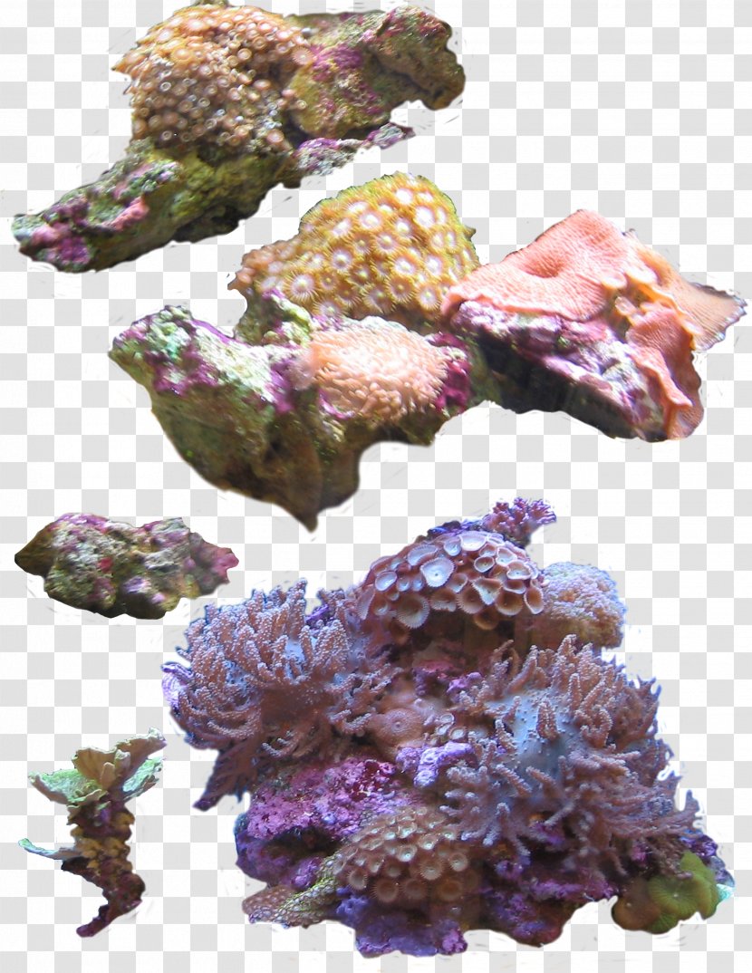 Coral Sea Anemone Photography Clip Art - Marine Invertebrates - Deep Plants Transparent PNG