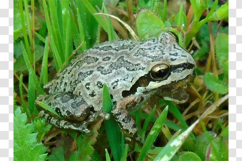 American Bullfrog True Frog Toad Terrestrial Animal Transparent PNG