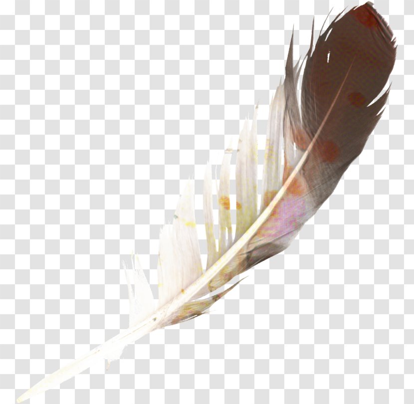 Writing Cartoon - Quill - Natural Material Implement Transparent PNG