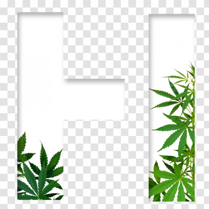 Medical Cannabis Sativa Dispensary - Hash Oil Transparent PNG