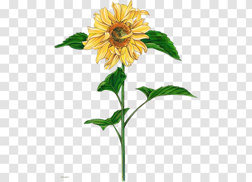 Common Sunflower Watercolor Painting - Daisy Family - Annual Plant Transparent PNG