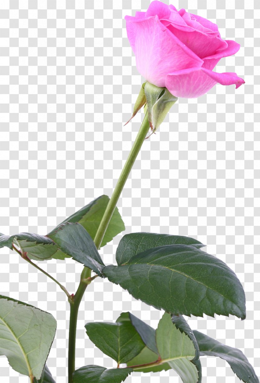 Garden Roses Flower Blue Rose Centifolia - Branch - Pink Transparent PNG