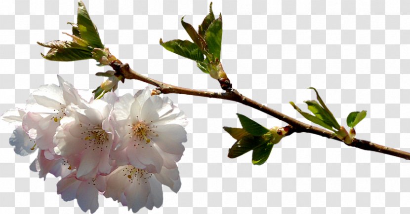 Cherry Blossom Flower - Flora - Branch Transparent PNG