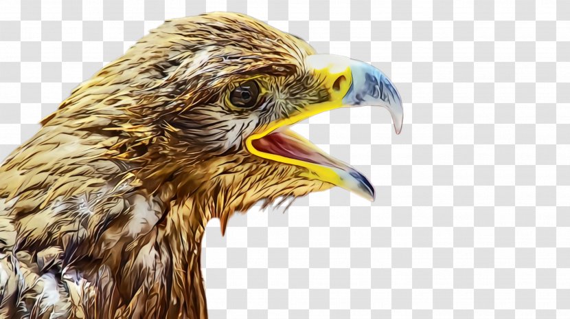 Eagle Cartoon - Close Up - Redtailed Hawk Sea Transparent PNG