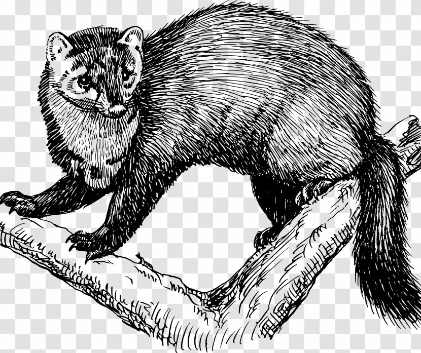 Fisher Animal Clip Art - Tail Transparent PNG