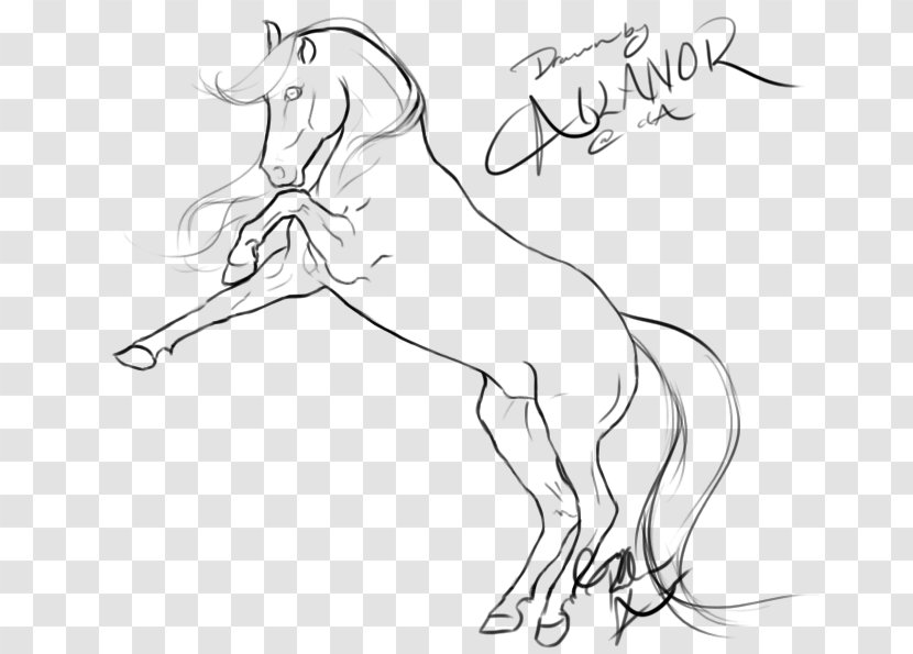 Rearing Line Art Drawing Mustang Arabian Horse - Arm - Spirit Transparent PNG