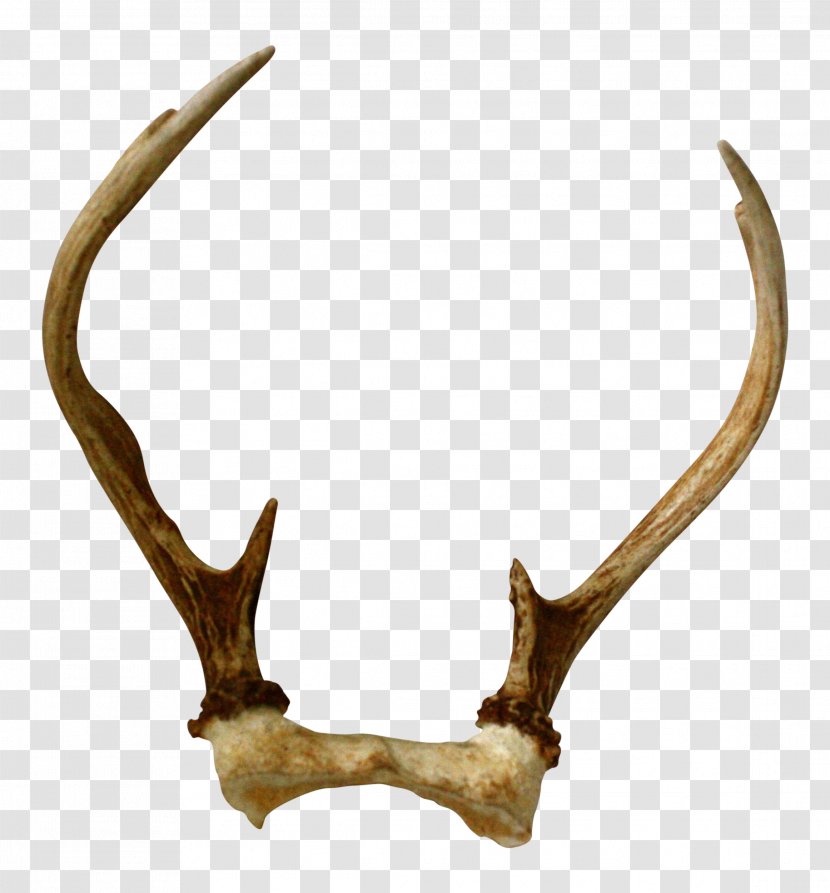 Antler Deer Horn Skull Interior Design Services - Event Management Transparent PNG