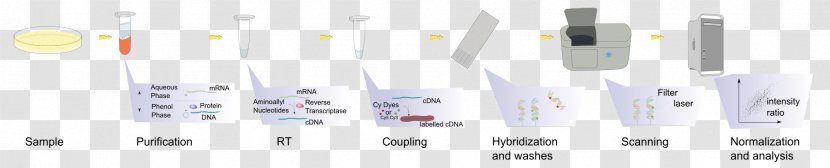 DNA Microarray Analysis Techniques Molecular Biology Gene Chip - Tree - Technology Transparent PNG