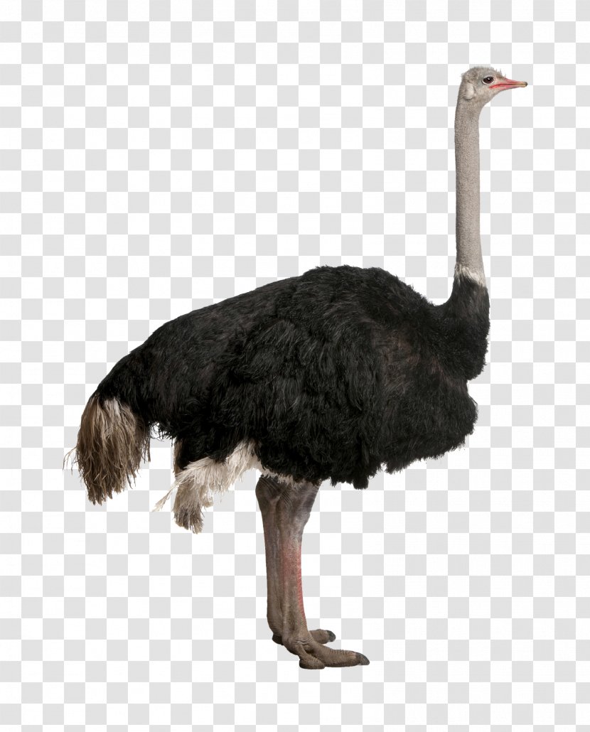 Common Ostrich Bird Stock Photography Clip Art - Flightless - Omelet Clipart Transparent PNG