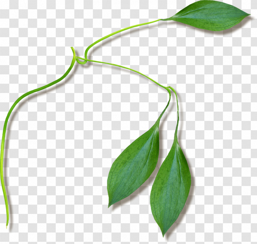 Plant Stem Twig Leaf Flower Plants Transparent PNG